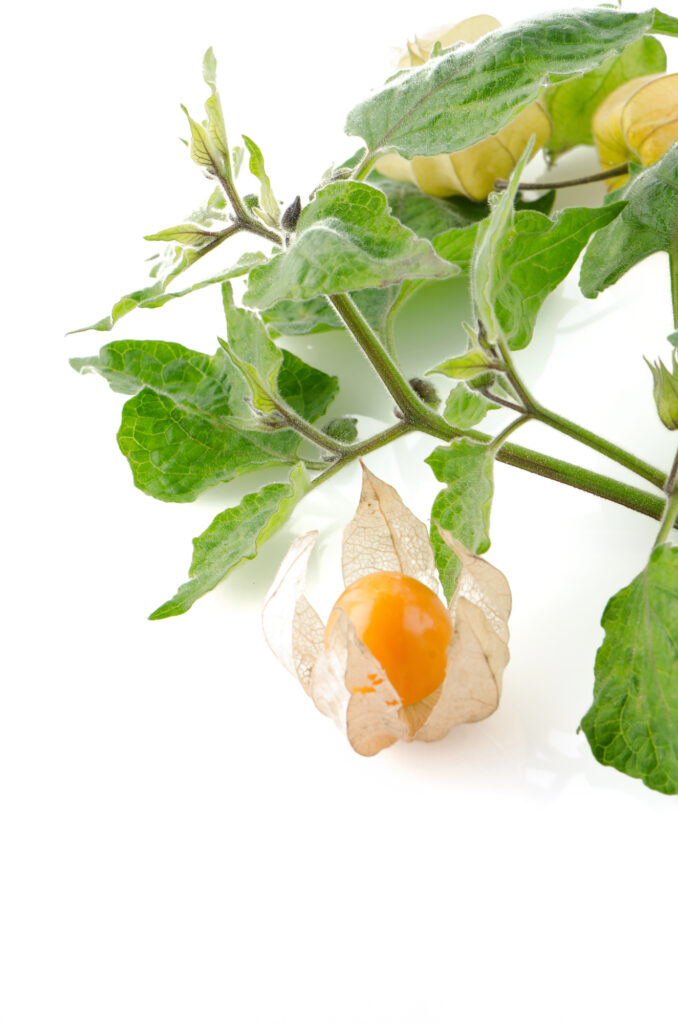 Physalis mit Blättern auf weißem Hintergrund