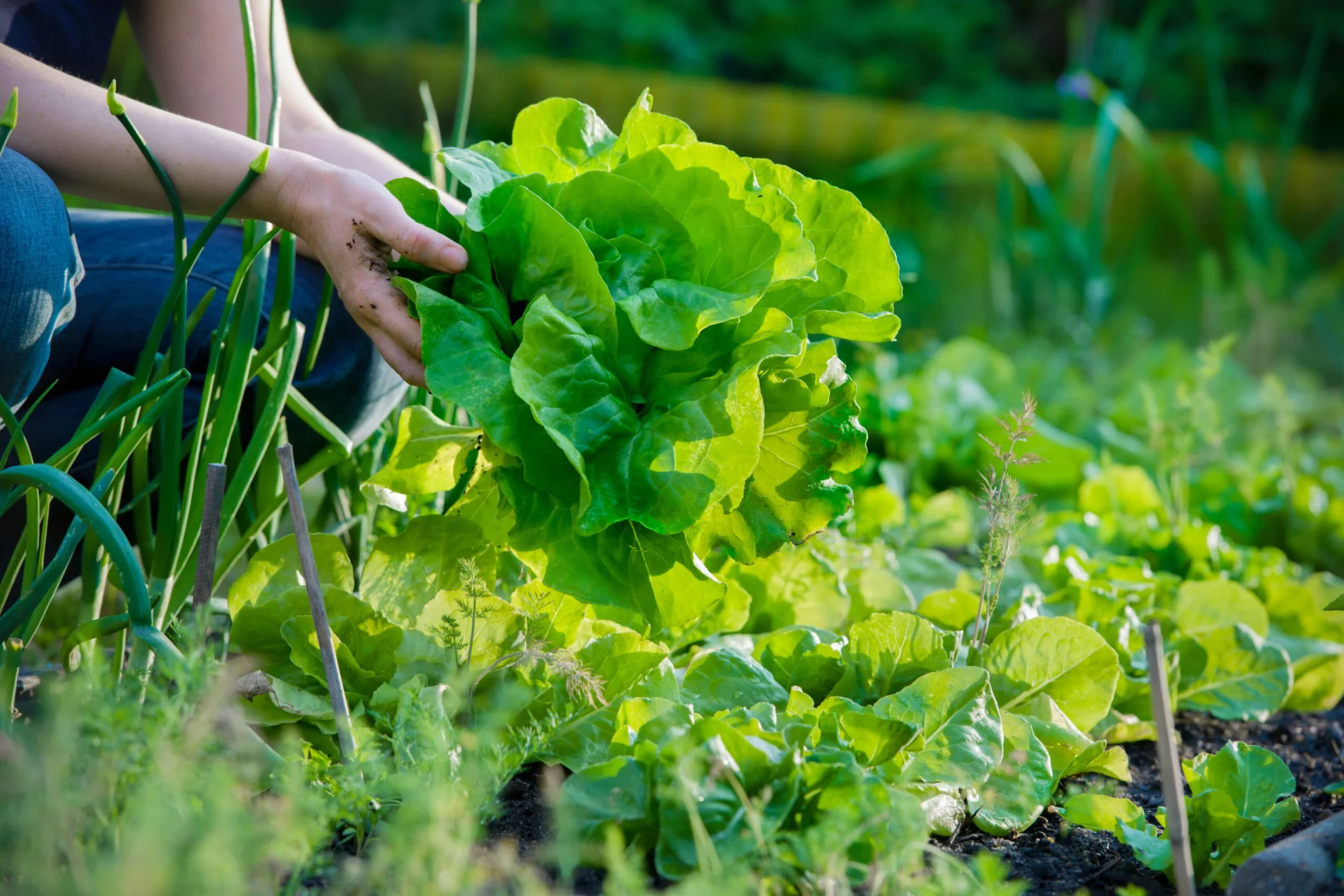 Picking vegetables