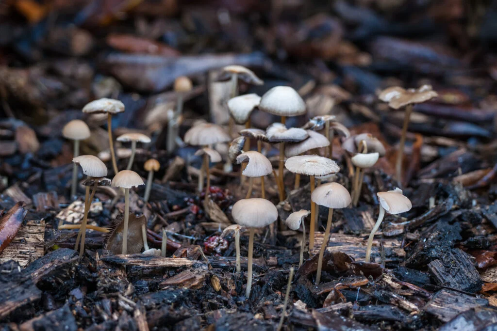 Pilze in feuchter Hochbeeterde