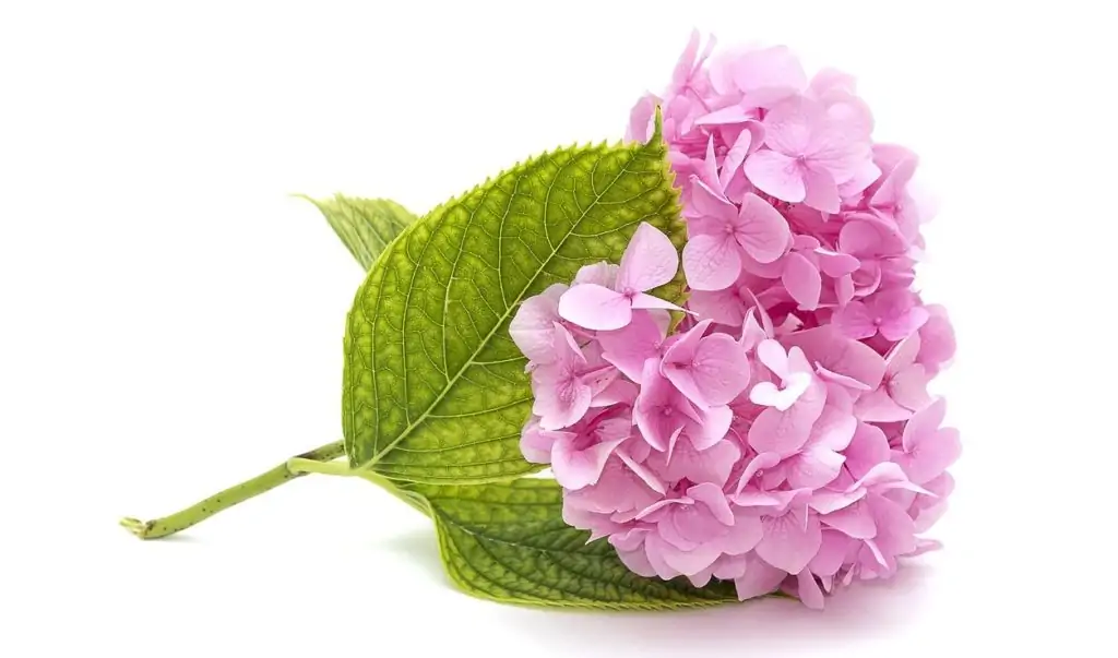 Pinke Hortensie auf weißem Hintergrund