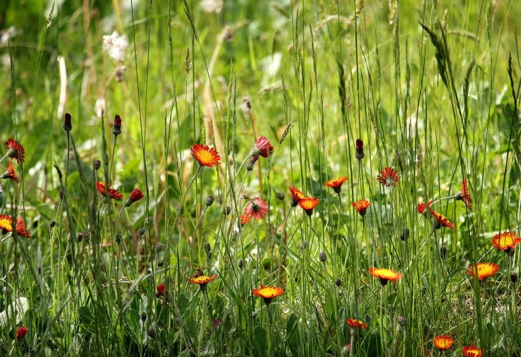 beautiful flowers, flower background, flower wallpaper