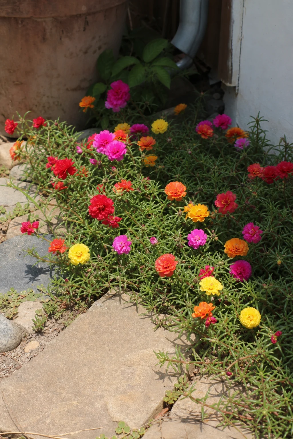 Portulakröschen mit gerüschten Blüten in Rot, Orange, Gelb und Pink wachsen als Polster zwischen Trittsteinen in einer sonnigen Gartenecke.