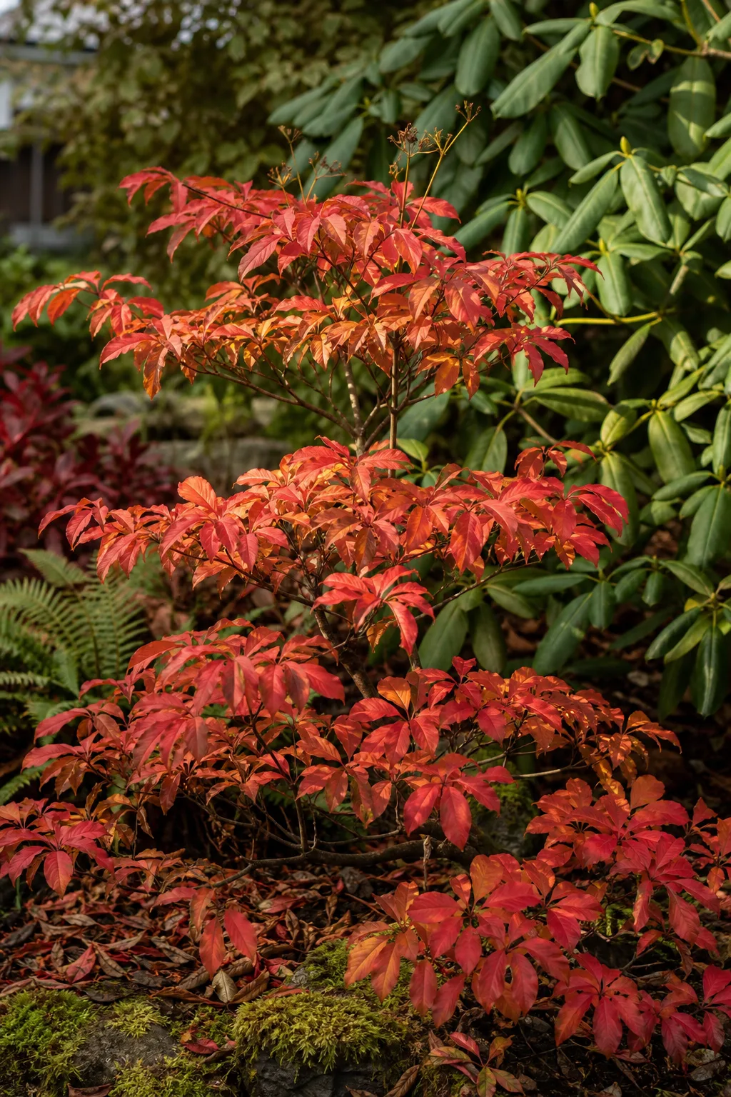 Prachtglocke mit quirlig gestellten Blättern in feurigem Rot und Orange neben Rhododendren