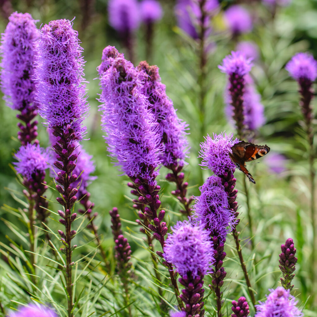 Lila Blumen mit sitzendem Schmetterling