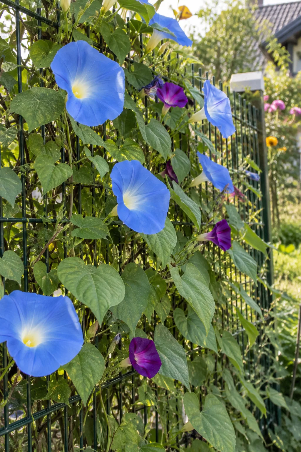 Prunkwinden am Gartenzaun mit herzförmigen Blättern und großen himmelblauen Trichterblüten mit hellem Schlund