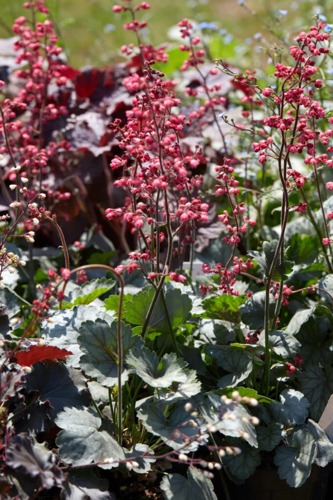 Rote Blüten und grüne Blätter im Garten