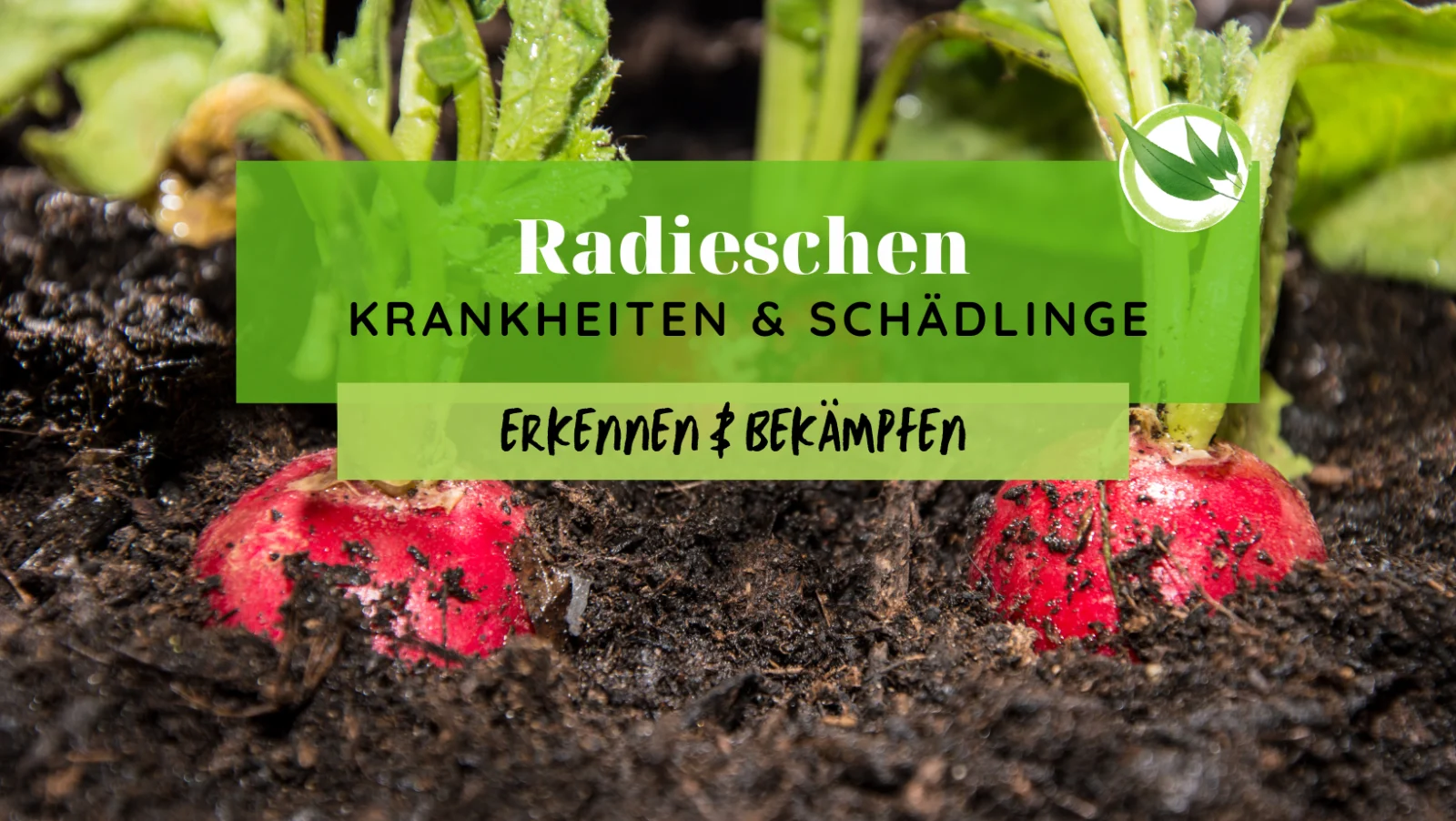 Radieschen Krankheiten & Schädlinge erkennen & bekämpfen