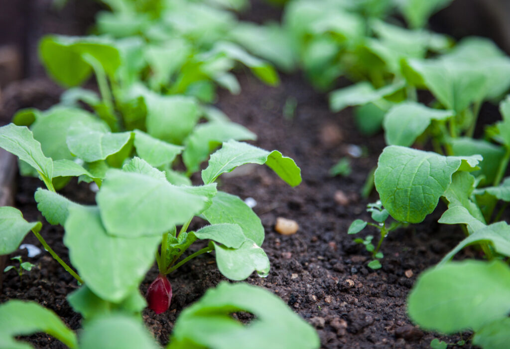 Garden radish