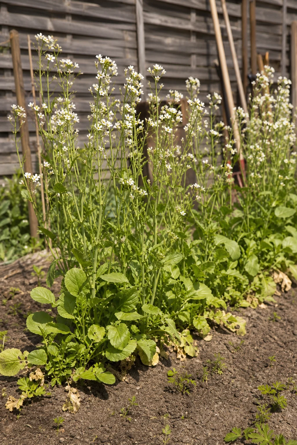 Eine Reihe geschossener Radieschen in einem sonnigen Gartenbeet im Hochsommer, alle Pflanzen blühen.