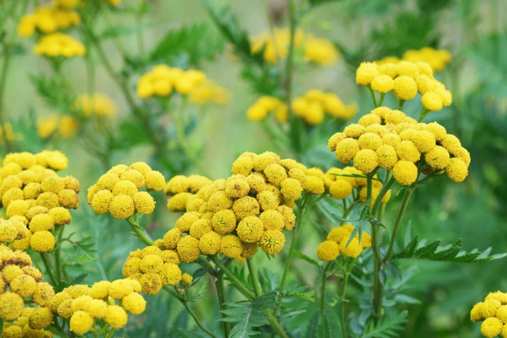 Blühende gelbe Tanacetum vulgare, Rainfarn Pflanze.