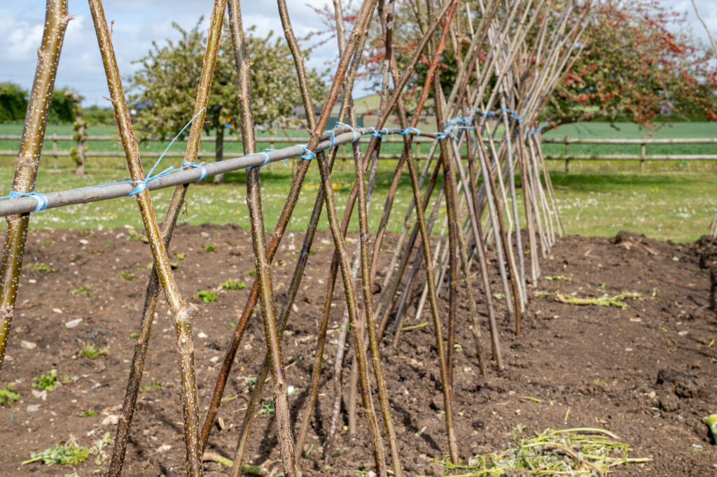 Gemüsegarten mit Stangen und Seilen