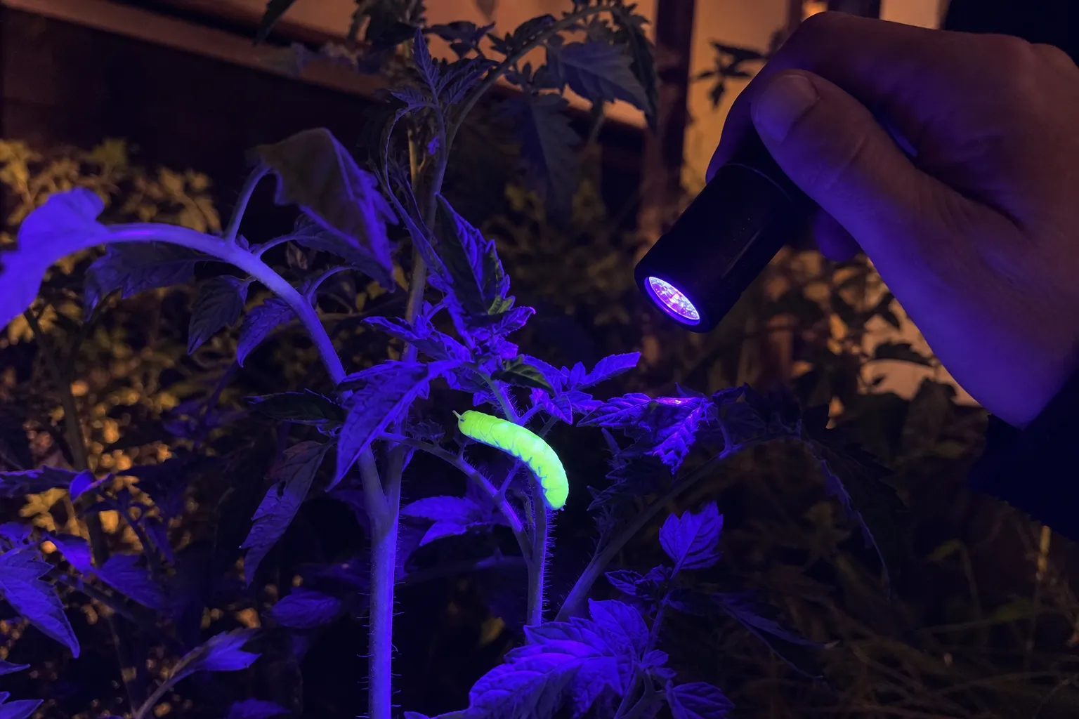 Raupen an Tomaten? Mit der UV-Taschenlampe findest du sie nachts