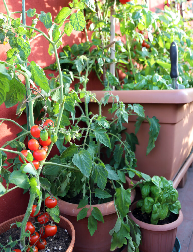 Tomaten und Basilikum in Töpfen