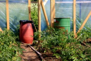 Brown and green water barrels with water in the garden greenhouse. Rainwater tank in the garden