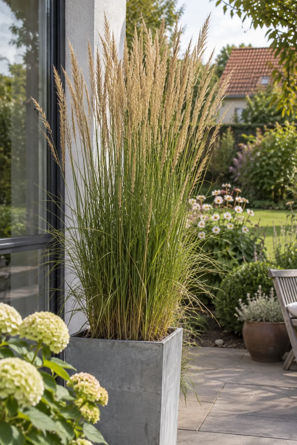 Hohes Ziergras mit straff aufrechten, schmalen Halmen und hellbeigen Blütenähren in einem hohen Zinkkübel am Rand einer Terrasse im Spätsommer
