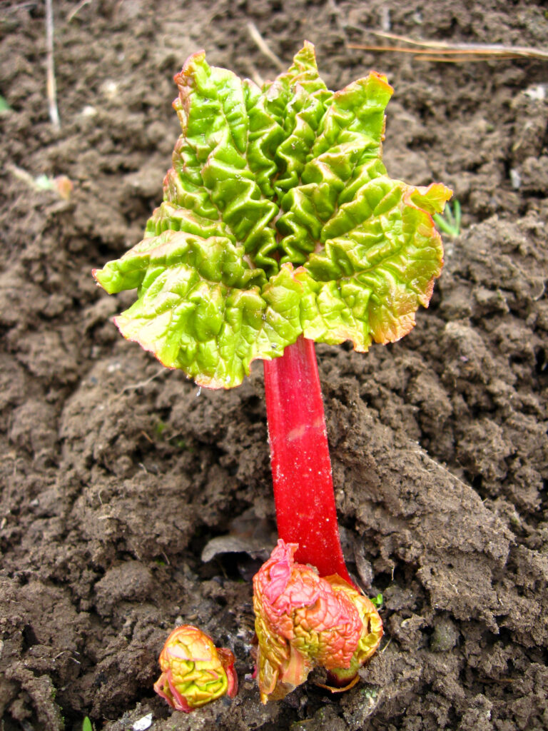 Rhabarberpflanze wächst im Gartenboden