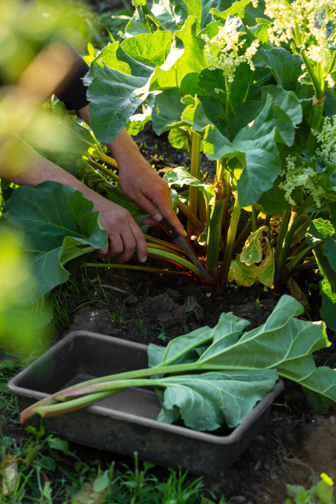 Person erntet Rhabarber im Garten