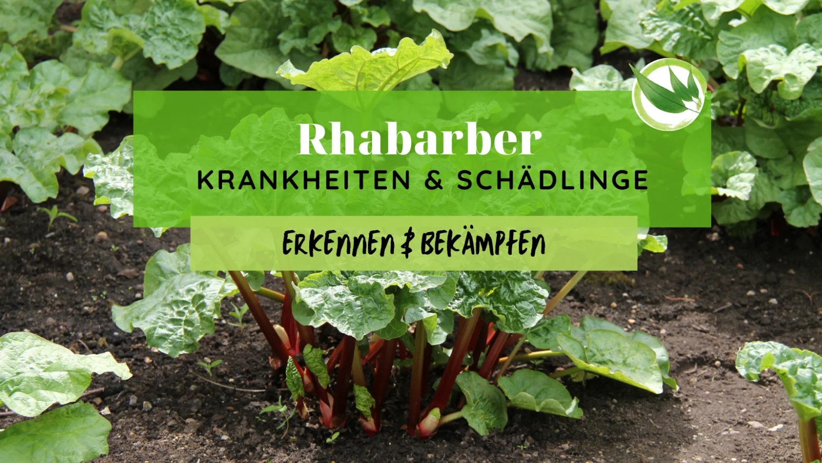 Rhabarber Krankheiten & Schädlinge erkennen & bekämpfen
