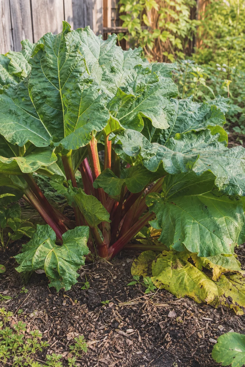 Ausgewachsene Rhabarberstaude im Herbstbeet mit großen gewellten Blättern auf dicken roten Stielen, rundherum Kompostmulch