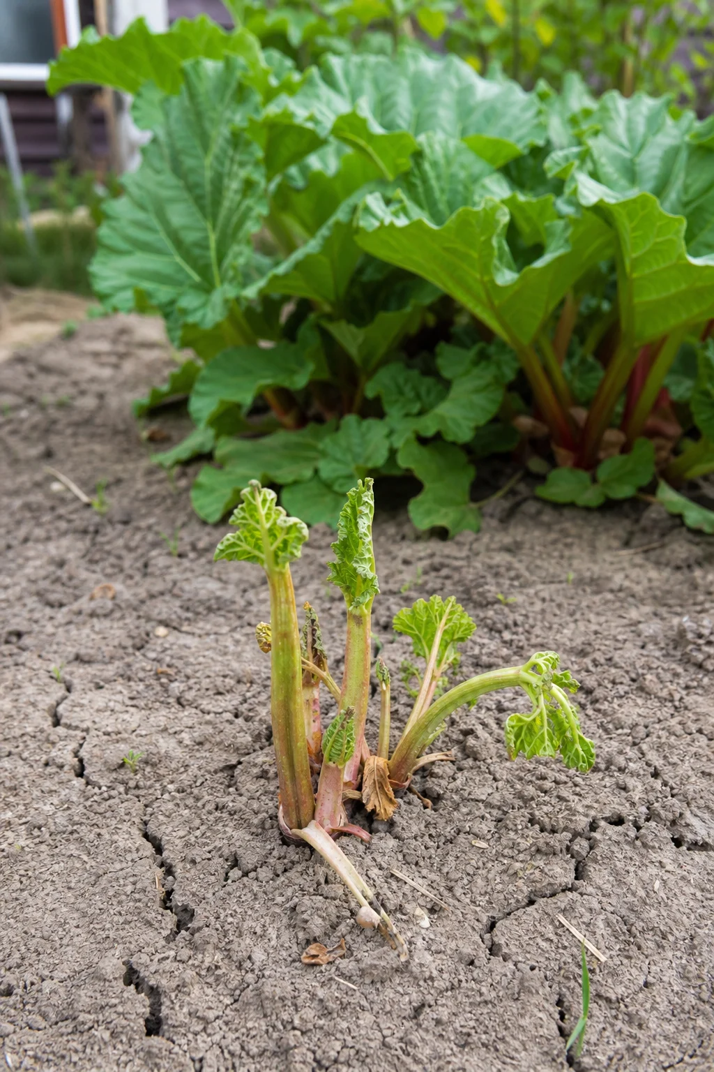 Geschwächte Rhabarberpflanze mit dünnen blassgrün-rosa Stielen und kleinen welken Blättern, der Boden rundherum aufgerissen und trocken, im Hintergrund unscharf eine gesündere größere Pflanze.