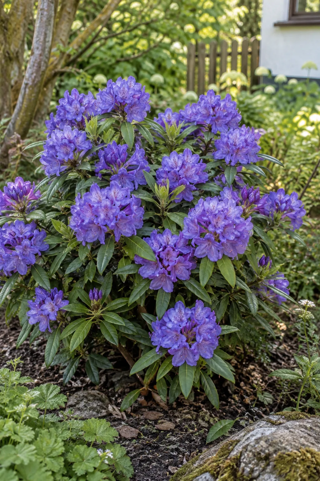 Breitrunder kleiner Rhododendron mit leuchtend blauvioletten Blüten in dichten Büscheln an den Triebenden, schmale glänzende Blätter