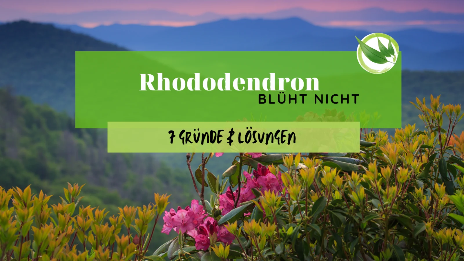 Rhododendron blüht nicht – 7 Gründe & Lösungen