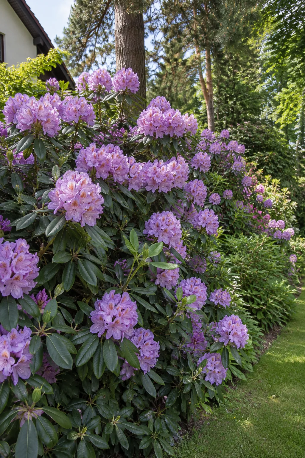Breiter, kräftiger Rhododendron mit großen hell-lila Blütenständen vor tiefgrünem Laub, als lockere Sichtschutzgruppe am Gartenrand