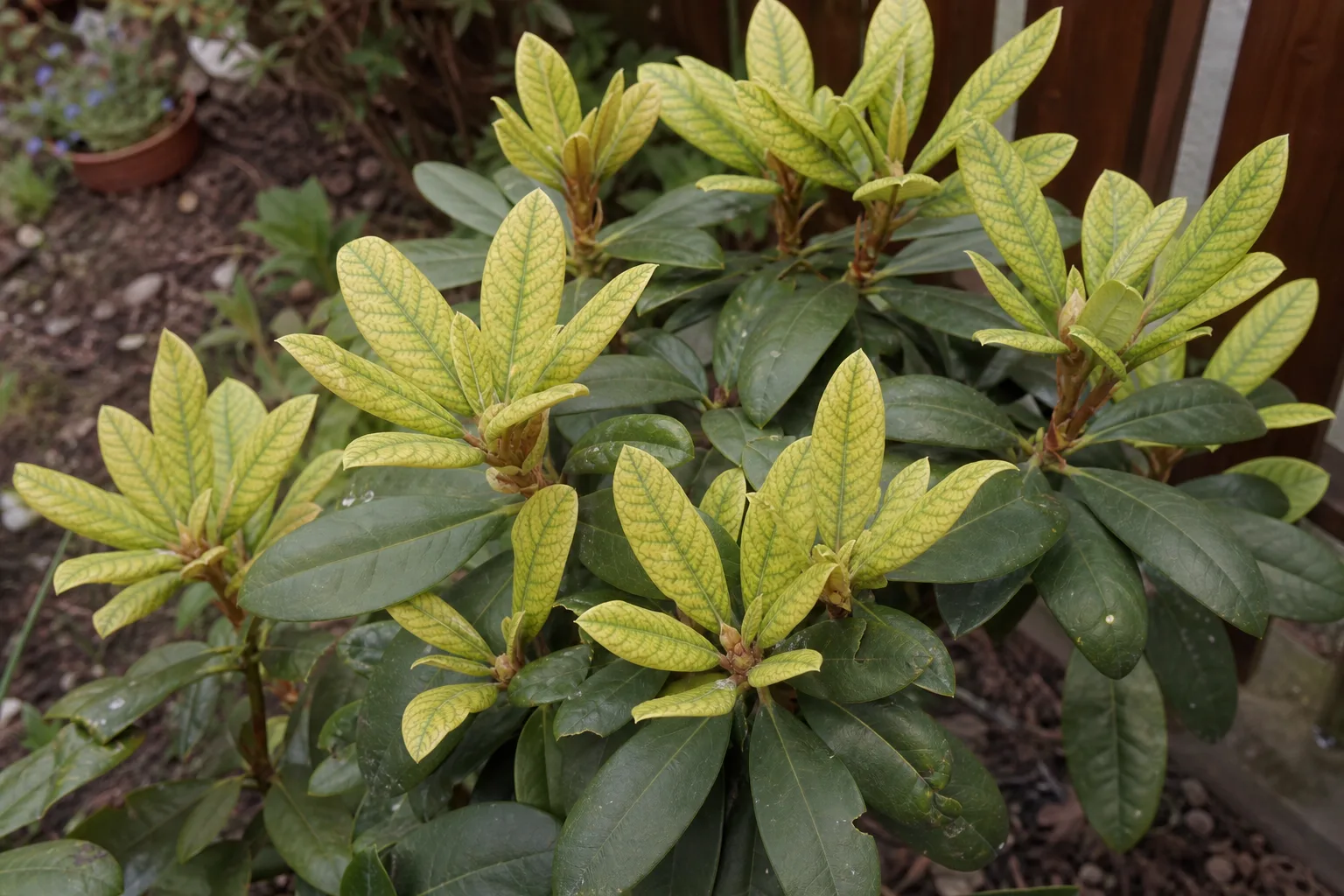 Rhododendron mit Eisenmangel — die jungen Blätter an den Triebspitzen sind gelb, die Blattadern bleiben grün