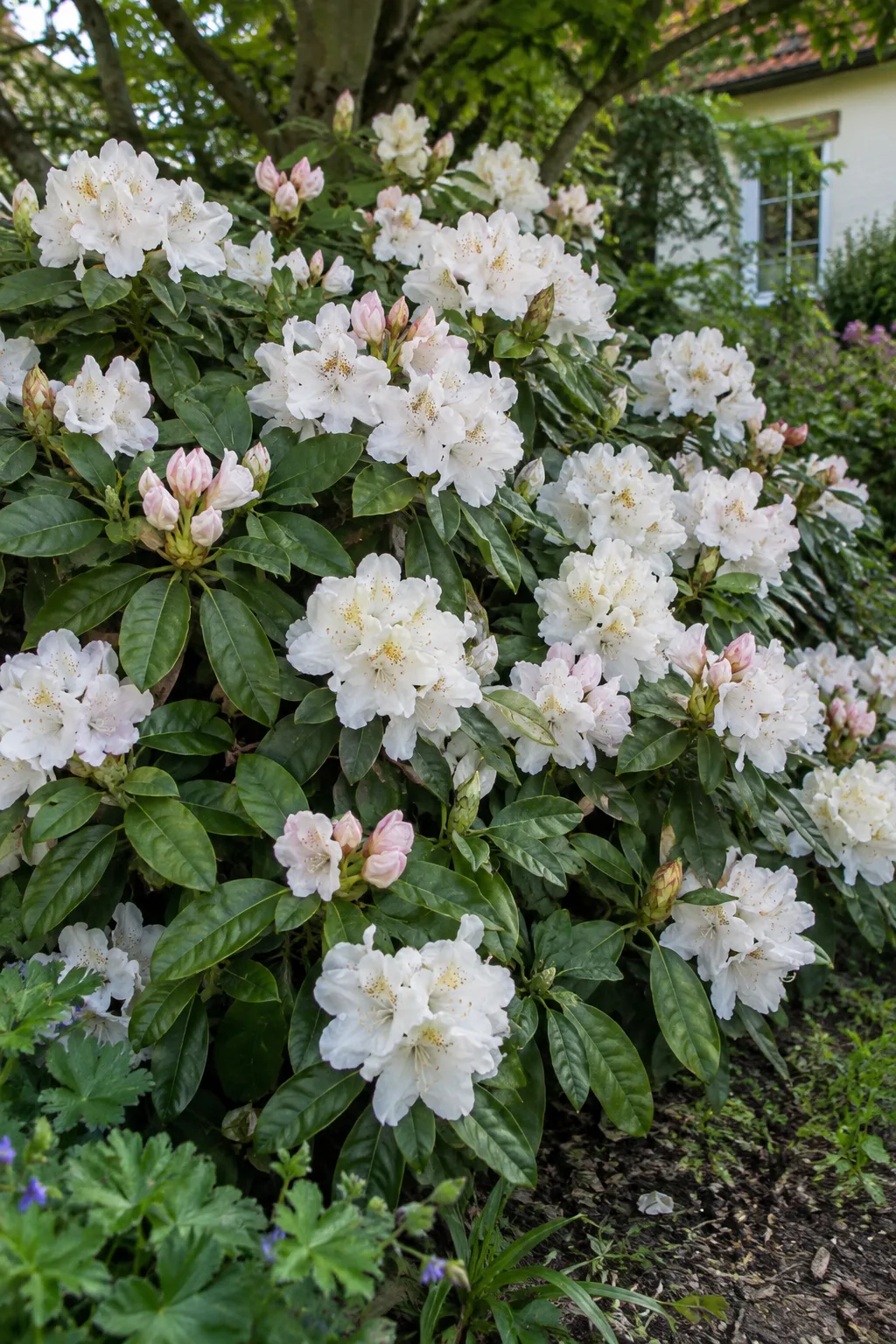 Dichter, runder Rhododendronstrauch mit vielen reinweißen Blütenständen, die Blüten innen mit feiner gelbbrauner Zeichnung, dunkelgrünes Laub