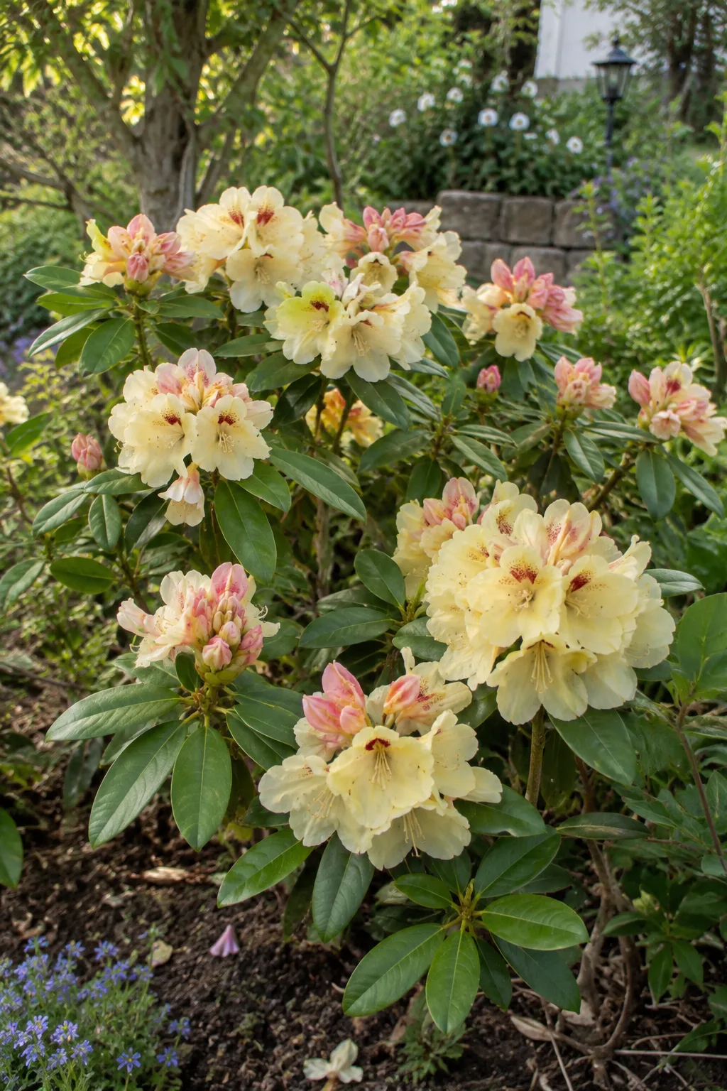Halbaufrechter Rhododendron mit schalenförmigen Blüten in Cremegelb mit rotem Fleck im Schlund, einige Blütenstände noch cremerosa, frischgrünes Laub