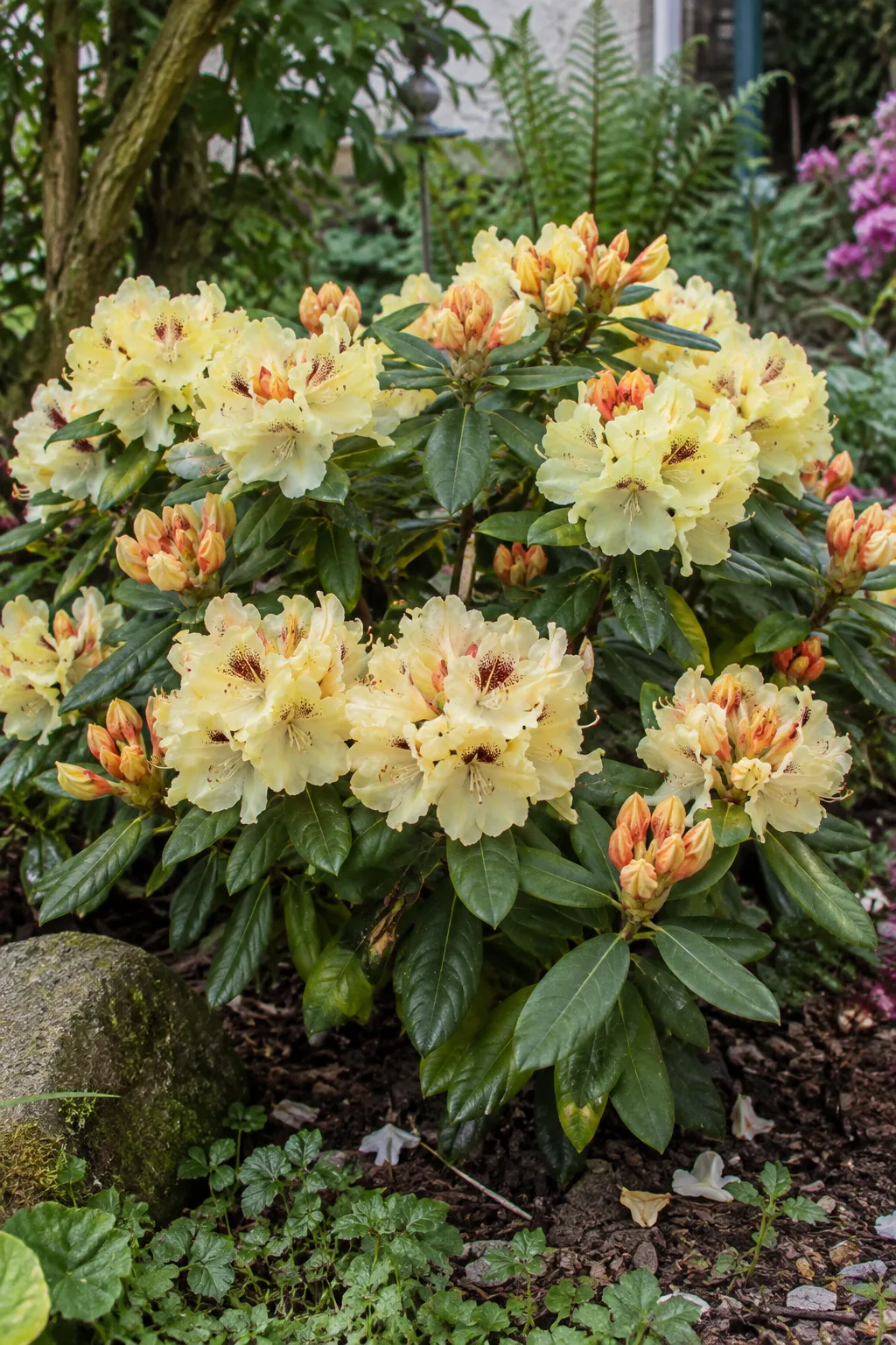Kompakter Rhododendron mit runden Blütenständen in hellem Cremegelb, die Blüten innen rotbraun gezeichnet, darunter kupferfarbene Knospen