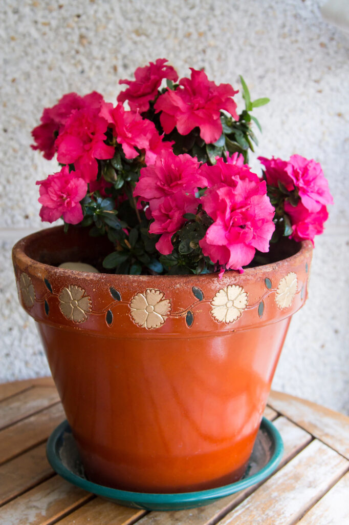 Blühende Topfpflanze mit rosa Blüten