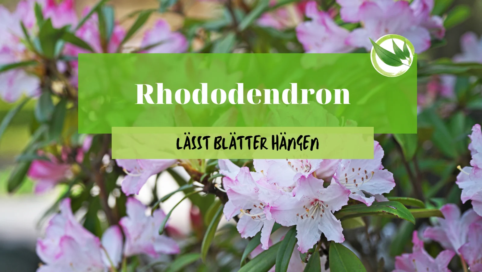 Rhododendron lässt Blätter hängen