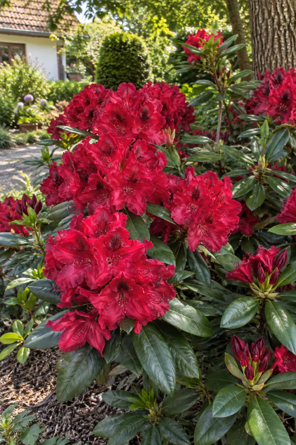 Rhododendron mit großen, leuchtend rubinroten Blütenständen, die Blüten innen dunkel gezeichnet, vor dunkelgrünem, glänzendem Laub