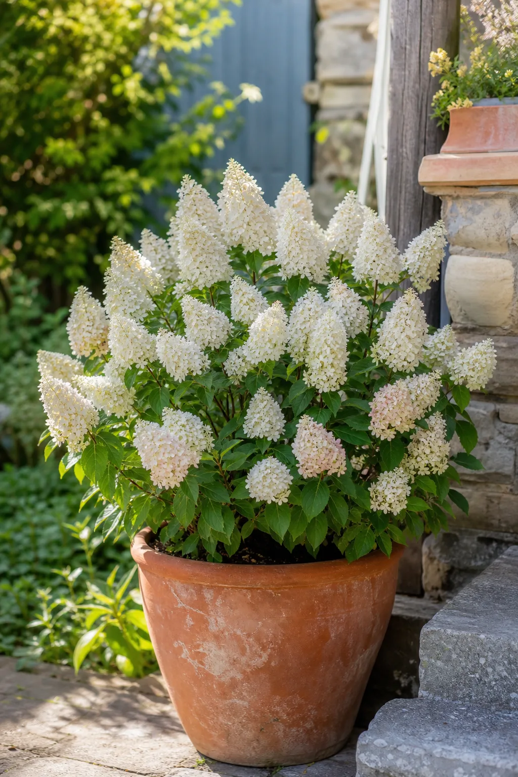 Kompakte Rispenhortensie im Terrakottatopf auf einer Terrasse, dicht besetzt mit kurzen, kegelförmigen weißen Rispen