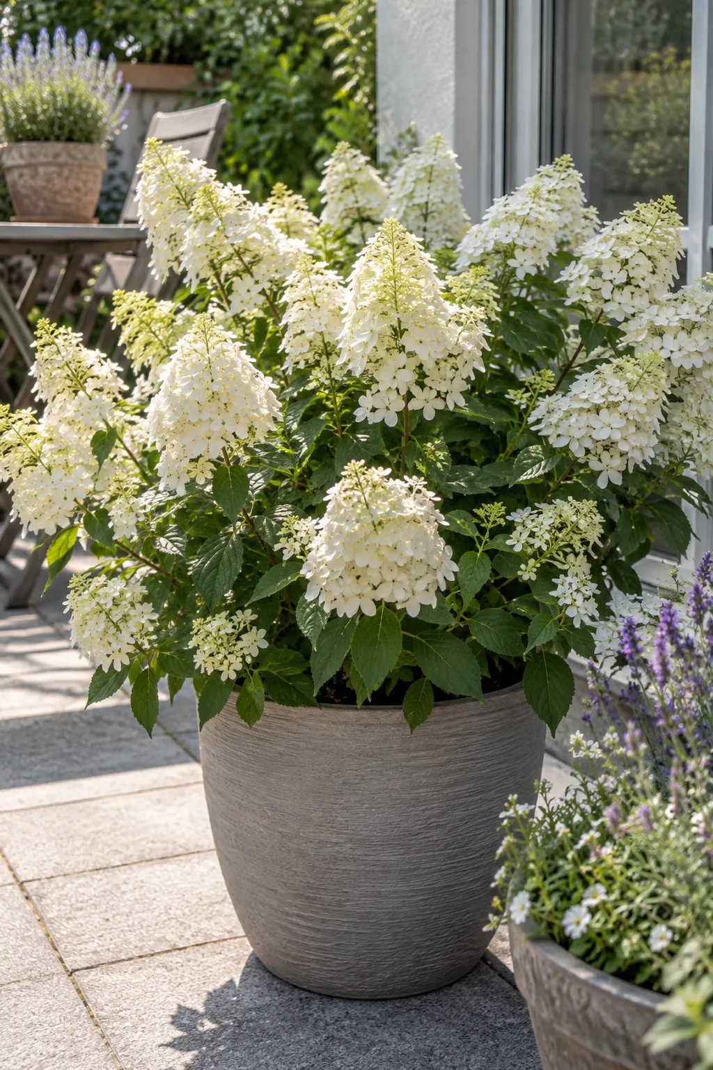 Zwerg-Rispenhortensie in einem großen Pflanzgefäß auf einer sonnigen Terrasse, dicht besetzt mit kurzen weißen Rispen
