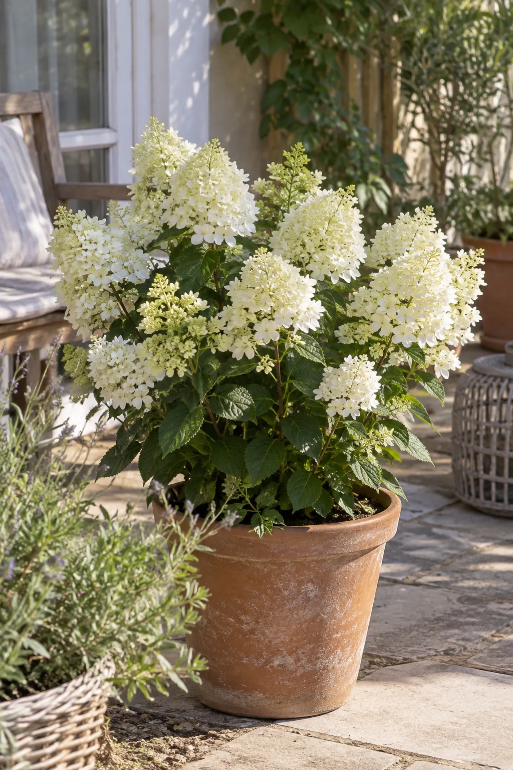 Zwerg-Rispenhortensie im Terrakottatopf auf einer sonnigen Terrasse, dicht mit kurzen, kegelförmigen weißen Rispen besetzt