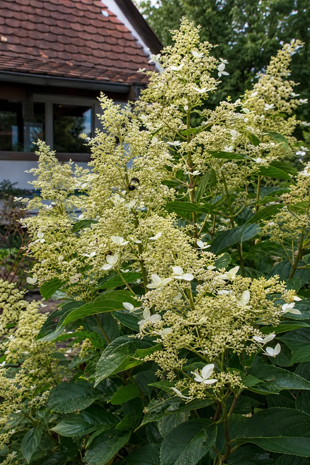 Hohe Rispenhortensie mit schmalen, lockeren Rispen aus vielen kleinen cremefarbenen Blüten und wenigen weißen Schaublüten
