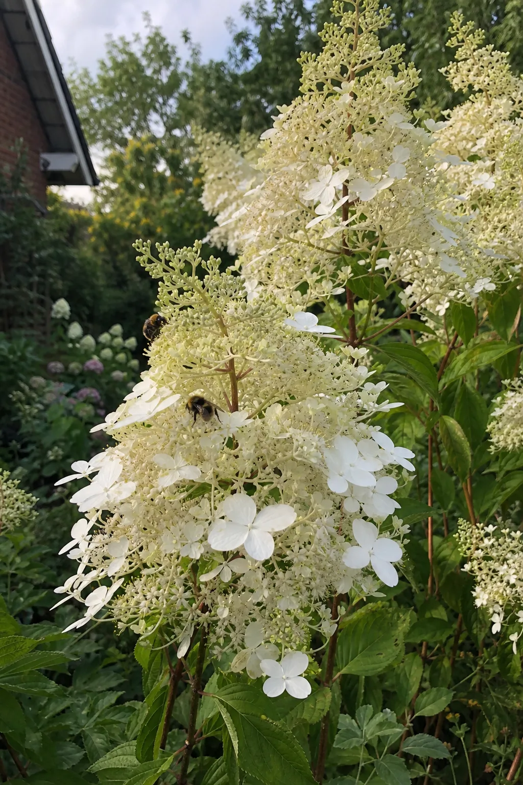 Rispenhortensie mit lockeren cremeweißen Rispen und einzelnen großen weißen Schaublüten, Bienen und eine Hummel sammeln Nektar