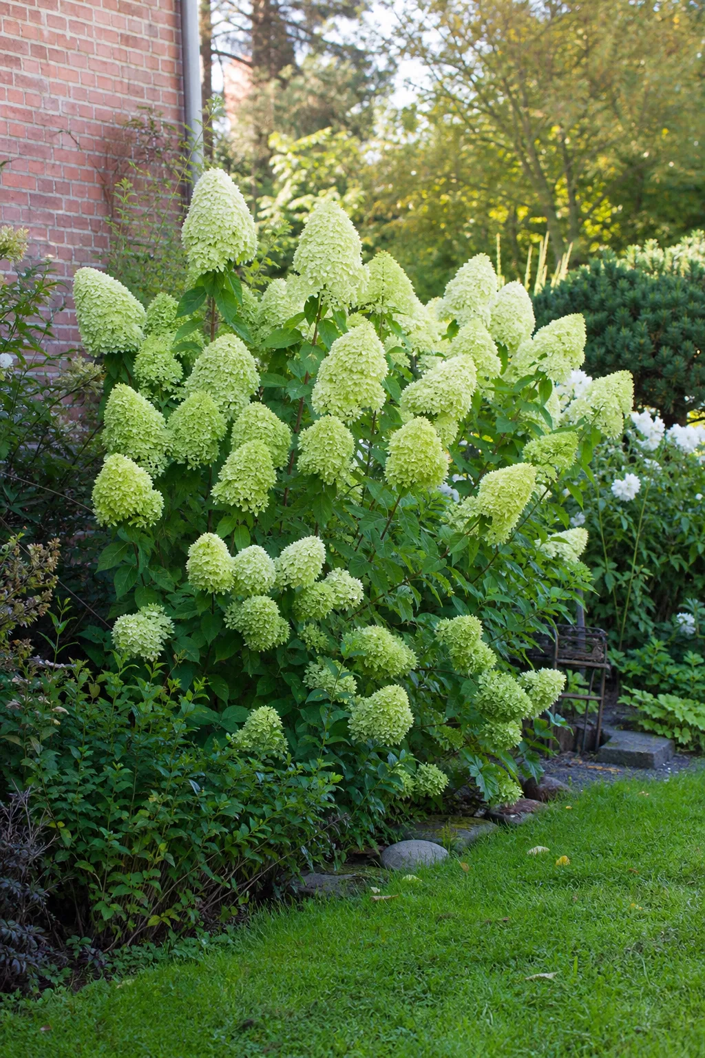 Rispenhortensie im Gartenbeet mit großen, dichten Rispen in hellem Limettengrün