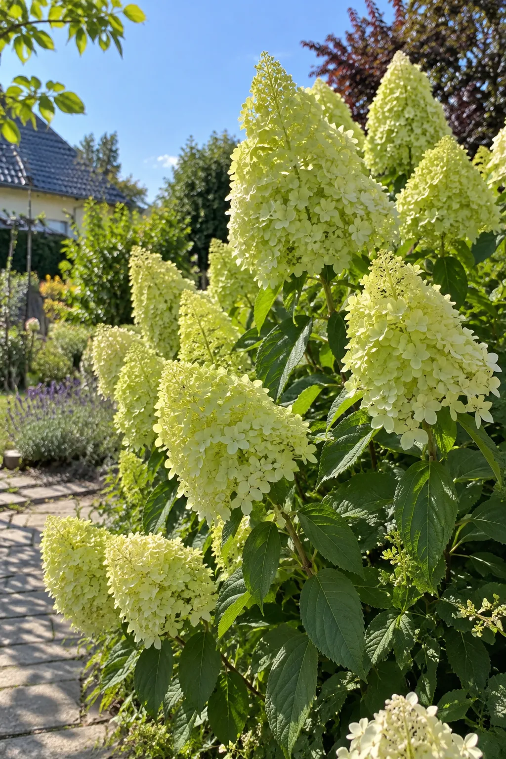 Rispenhortensie in voller Sonne an einem Gartenweg mit großen, dichten, kegelförmigen Rispen in hellem Limettengrün