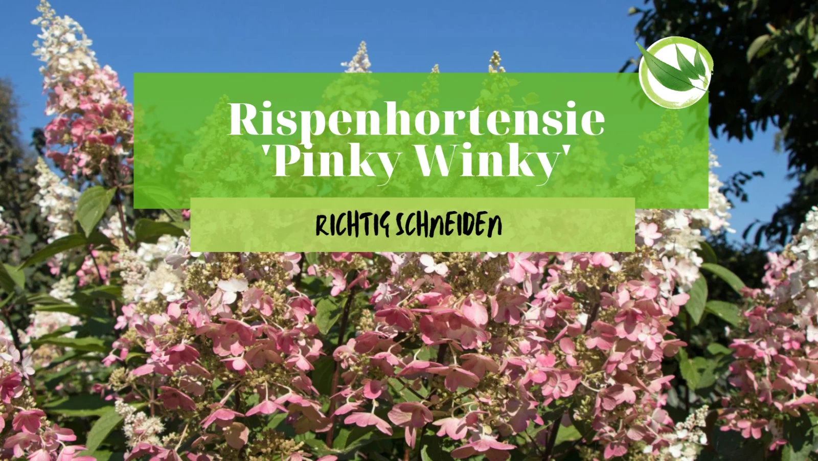 Rispenhortensie ‚Pinky Winky‘ richtig schneiden