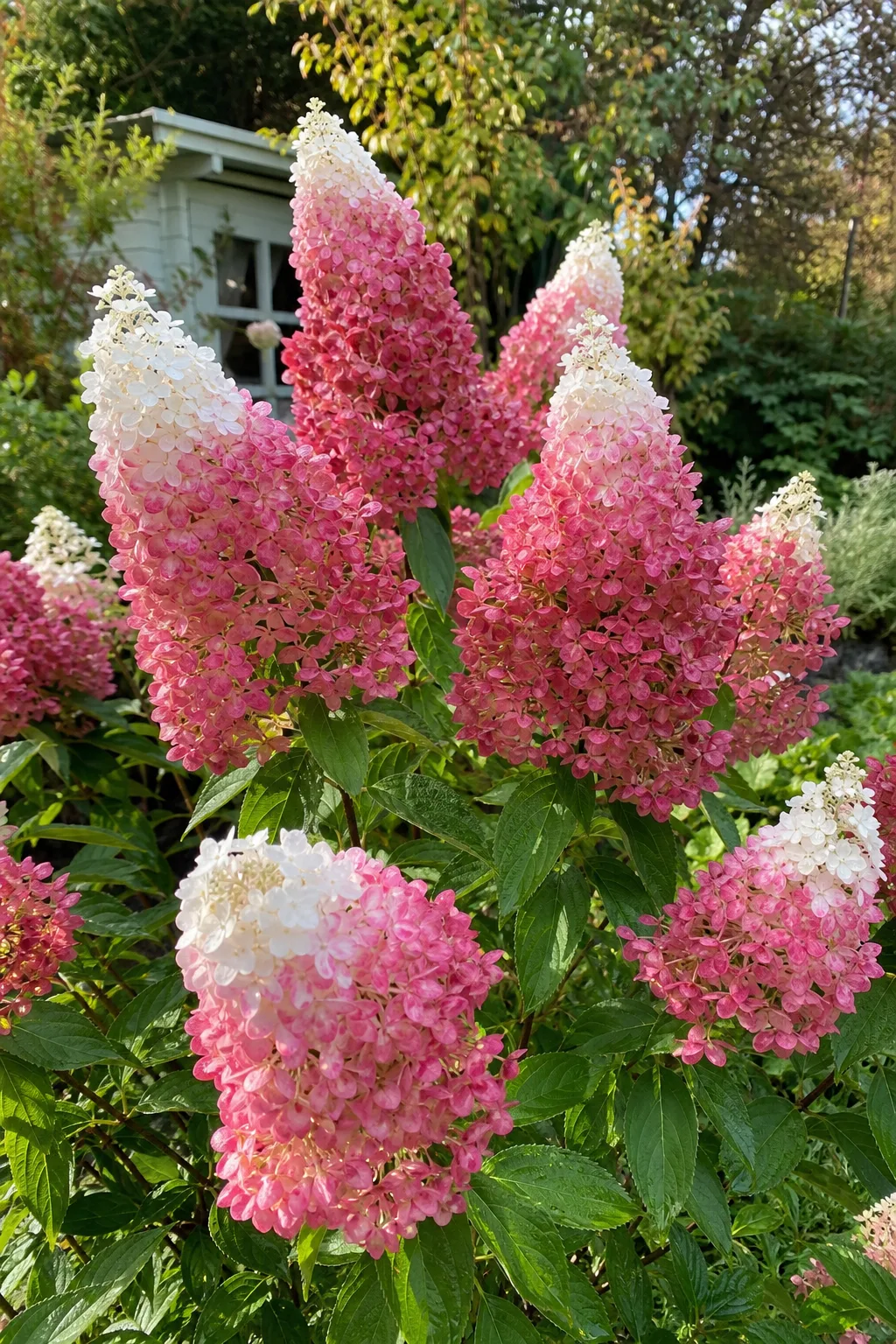 Lange, spitz zulaufende Rispen einer Rispenhortensie, oben weiß und im unteren Teil kräftig rosa