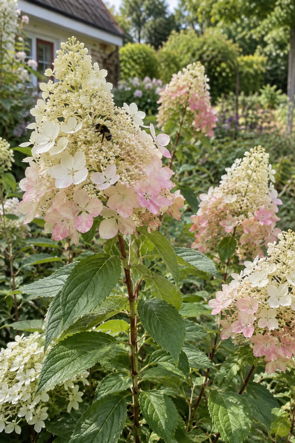 Rispenhortensie im Gartenbeet mit großen, kegelförmigen weißen Rispen, die an der Basis rosa anlaufen, eine Hummel sitzt an den kleinen inneren Blüten
