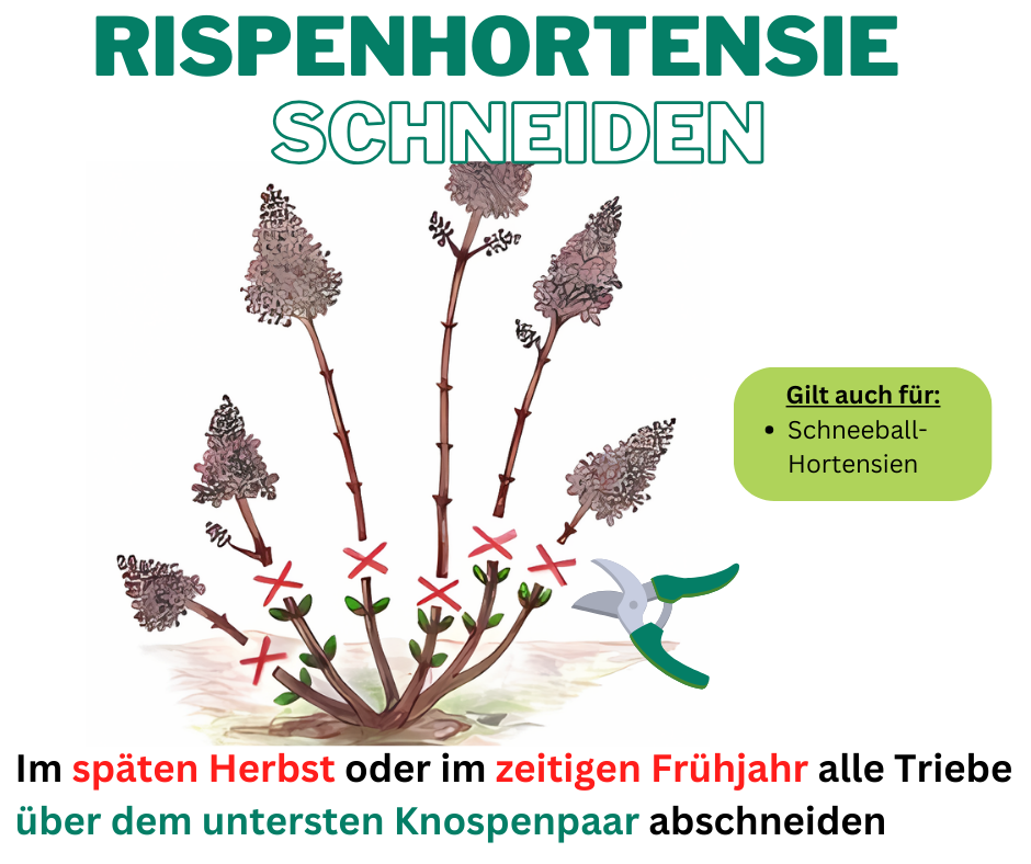 Anleitung zum Rispenhortensien Schneiden im Garten.