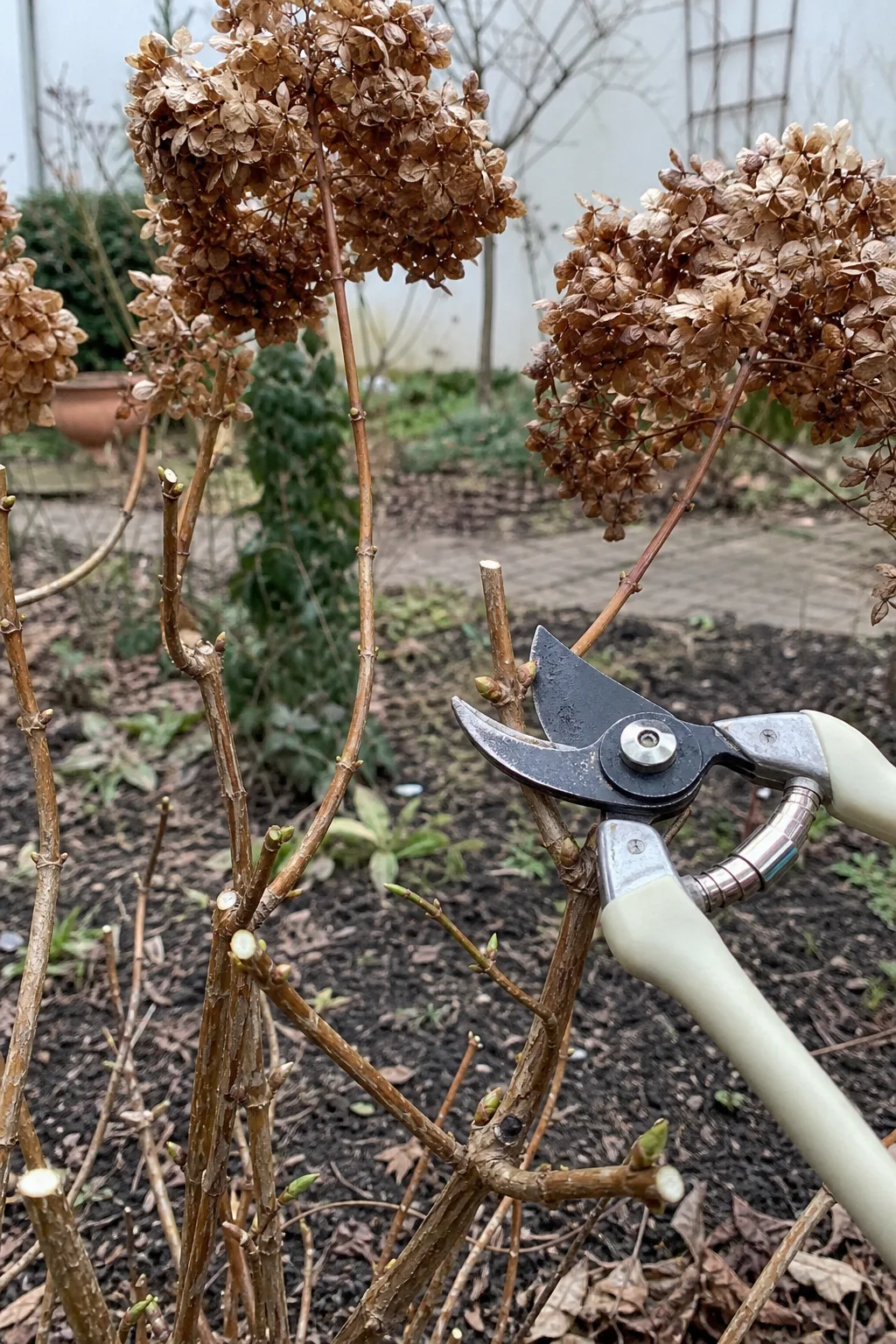 Rispenhortensie im Spätwinter mit vertrockneten Blütenrispen, eine Gartenschere setzt oberhalb eines Knospenpaars am kahlen Trieb an