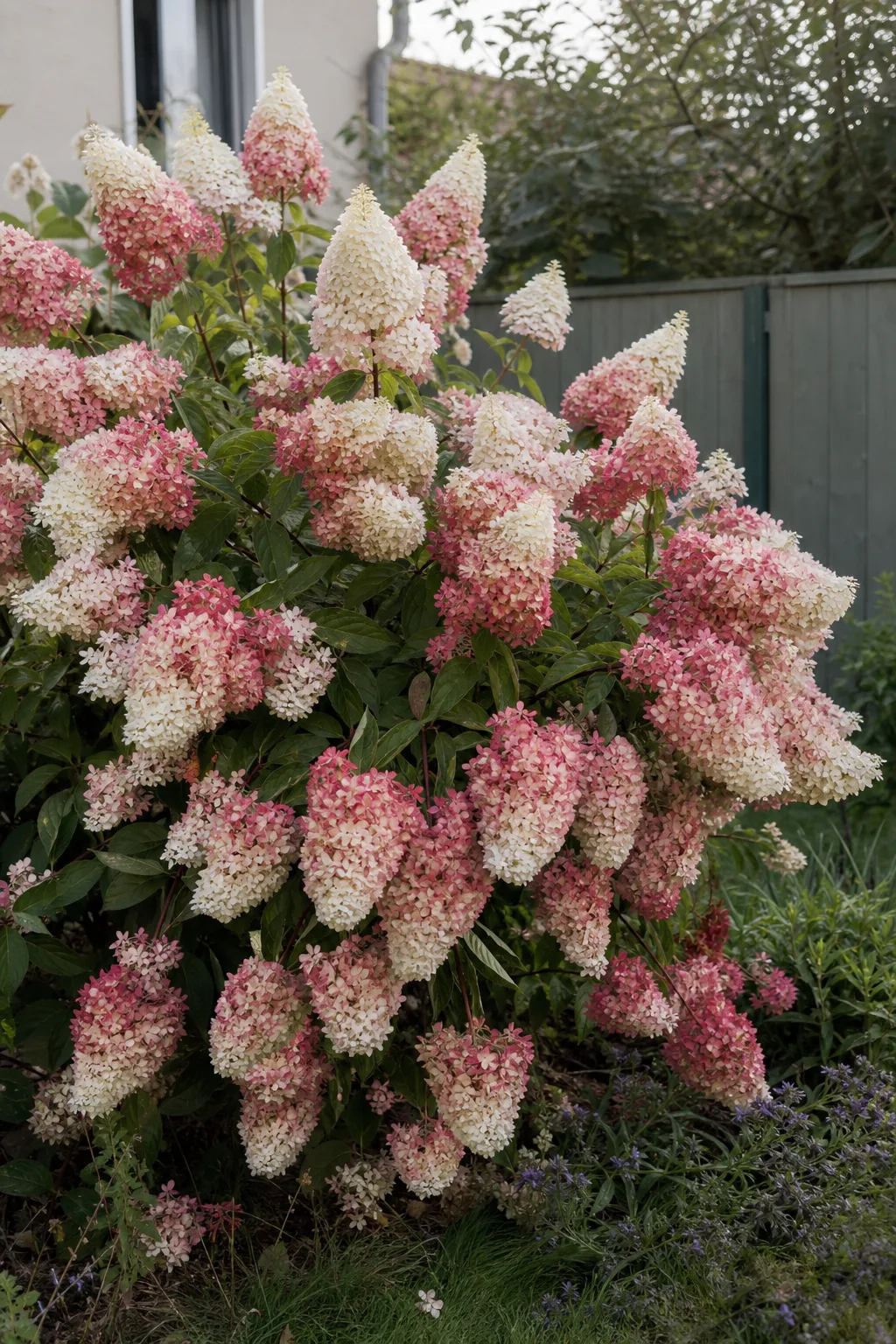 Rispenhortensie im September mit großen kegelförmigen Rispen, an der Spitze cremeweiß und unten erdbeerrot, einige Zweige neigen sich