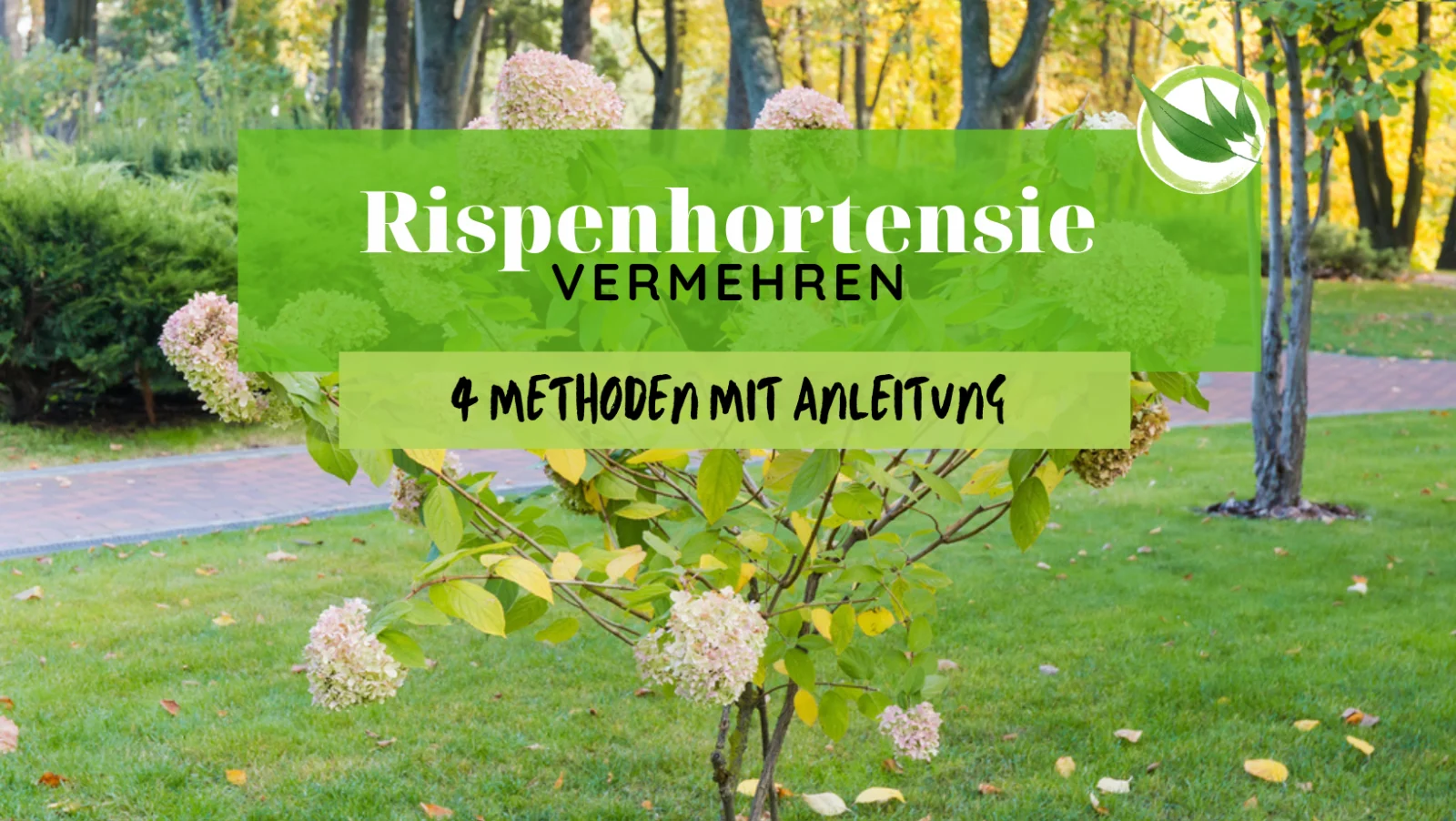 Rispenhortensie vermehren – 4 Methoden mit Anleitung