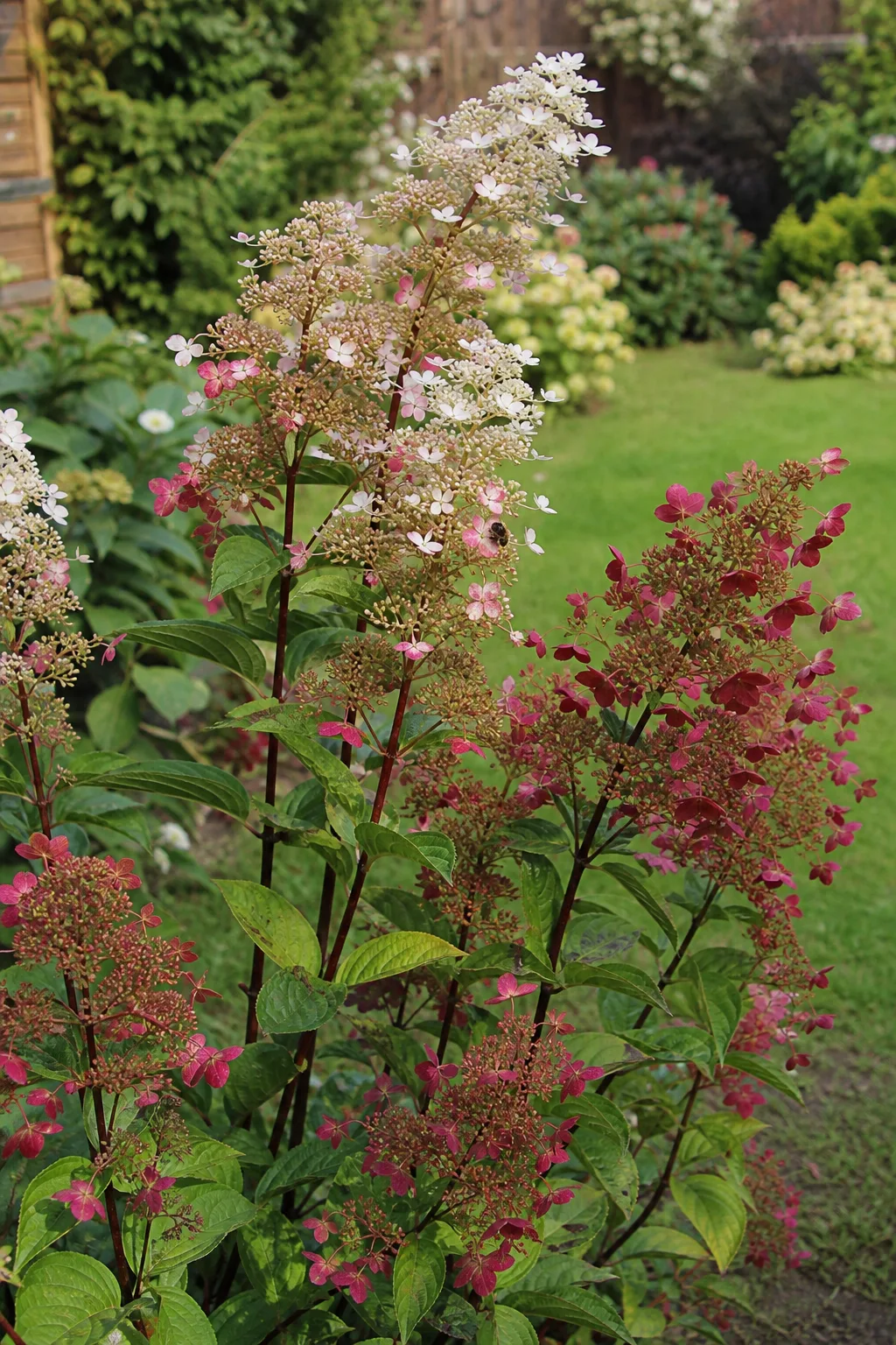 Rispenhortensie mit dunkelroten Trieben und lockeren, luftigen Rispen aus vielen kleinen Blüten, die großen Blüten weiß, rosa und weinrot
