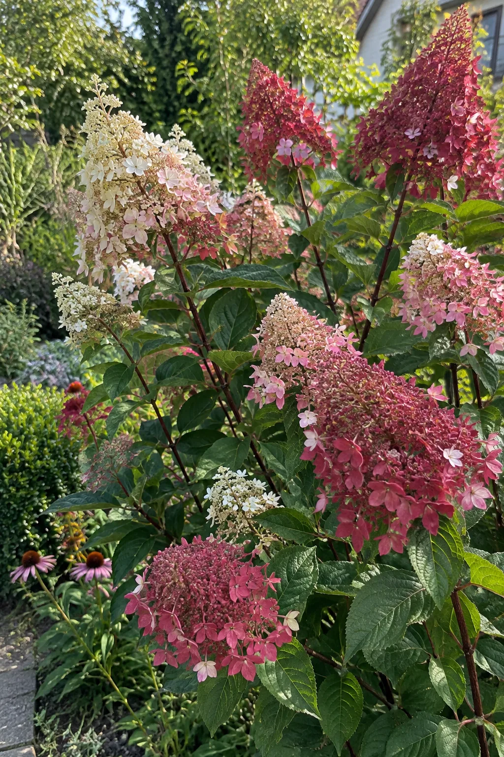 Rispenhortensie mit dunkelroten Trieben im sonnigen Beet, lockere Rispen in Weiß, Rosa und Weinrot gleichzeitig